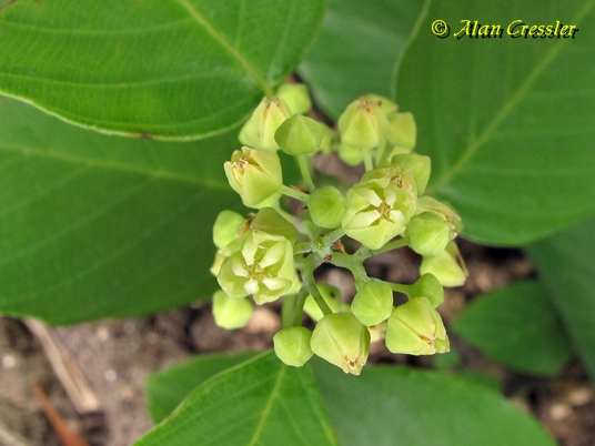 {Berchemia scandens}